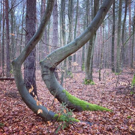 WaldBaden in der Dresdner Heide - Geocaching+