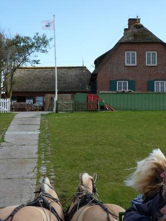 Hallig Südfall: Wattwanderung inkl. Bahnfahrt