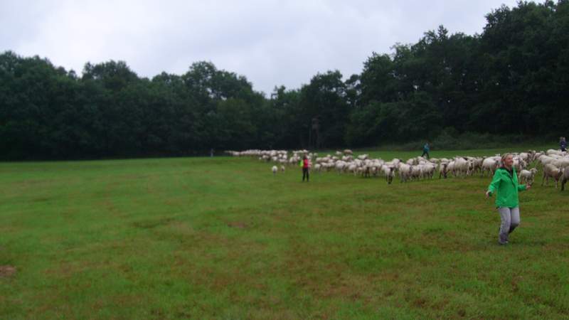 1000 Schafe Führen Teambuilding