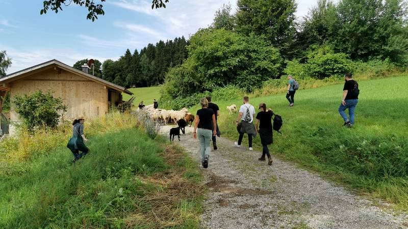 Teilnehmer hüten die Schafe