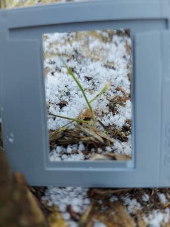 Frame Pflanze Schnee