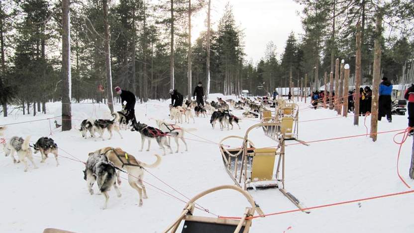 Schlittenhunde sind an den Schlitten festgebunden und wollen schon starten