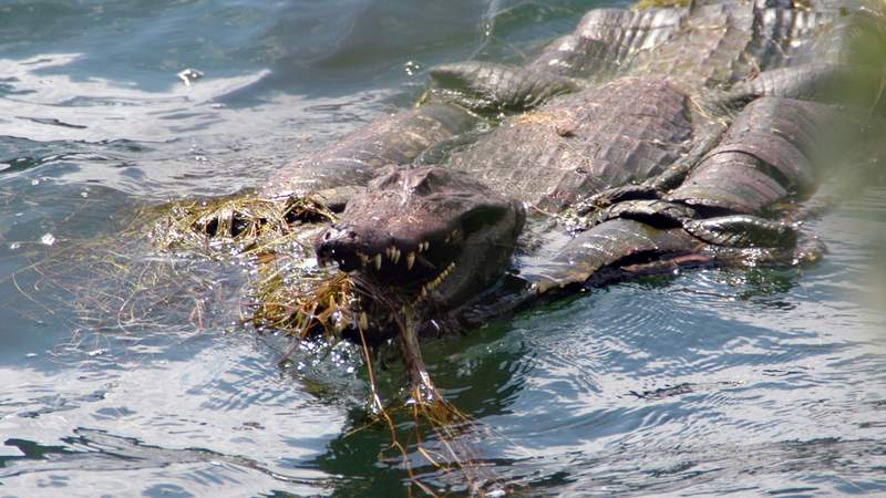 Krokodil im Werratalsee bei Teamevent Alle Mann an Bord - Floßbau mal anders