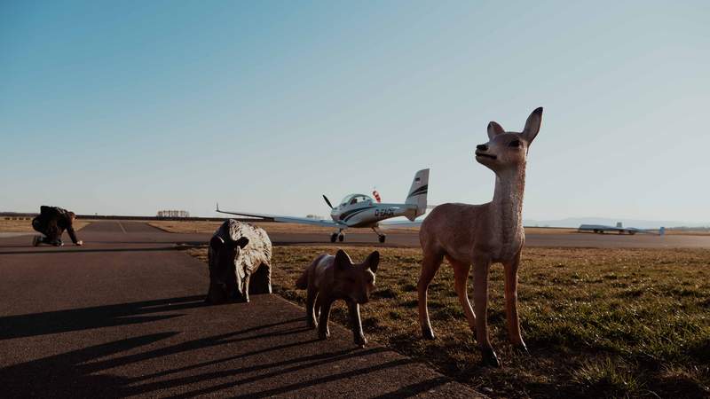 3 Wildatrappen stehen vor einem Flugzeug