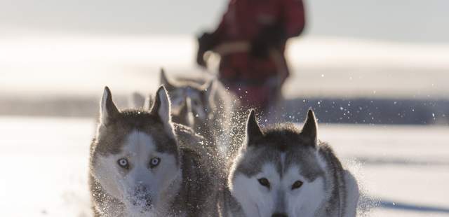Husky-schlitten