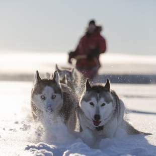 Husky-schlitten