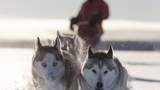 Husky-schlitten