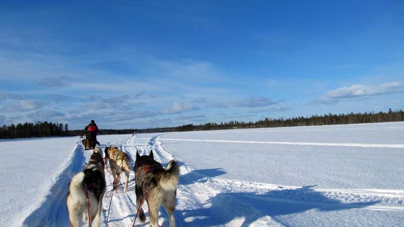 Schlittenhunde-Fahrt durch die finnische Landschaft