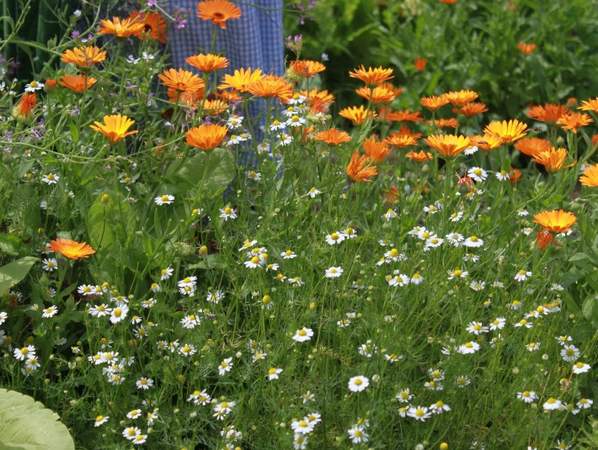 Ringelblumen Kulinarischer Wildkräuterwandertag
