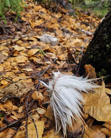 Schweden Survival Tierspuren Tracking
