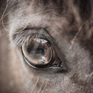 teambuilding mit Pferd Teambuilding mit PS & Tiefgang