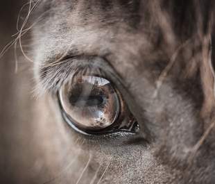 teambuilding mit Pferd