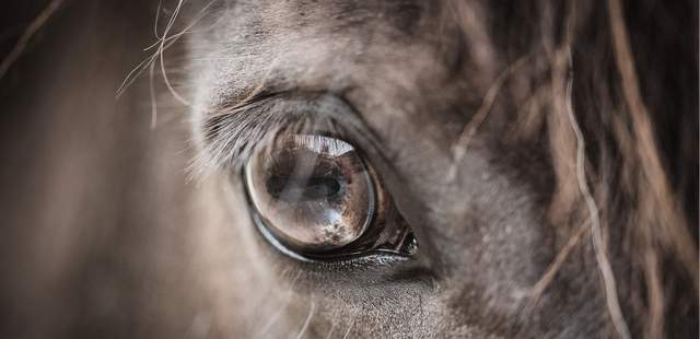 teambuilding mit Pferd Teambuilding mit PS & Tiefgang