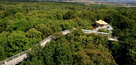 Baumkronenpfad im Hainich