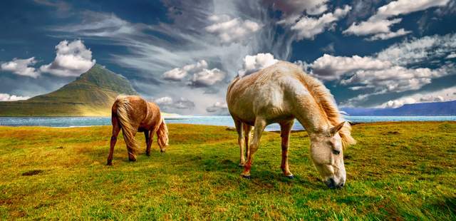 Incentivereise Island