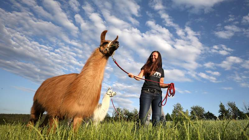 Wir sind das Team - unterwegs mit Lamas