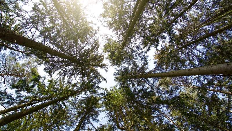 Waldbaden - Team SEIN in der Natur