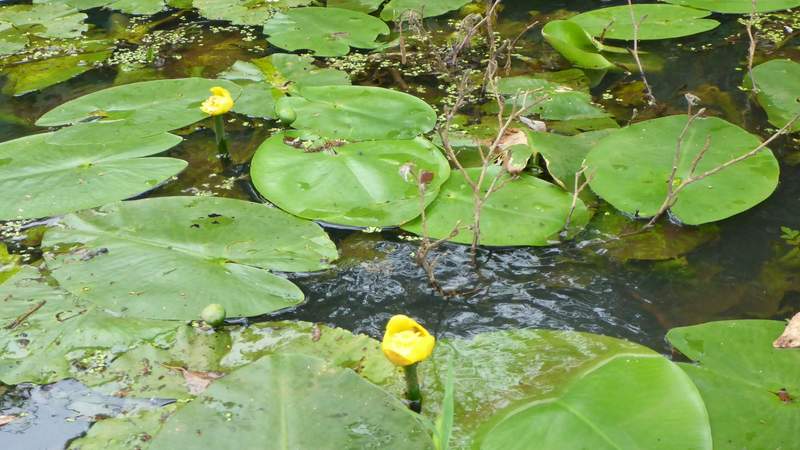 Paddeln im Spreewald