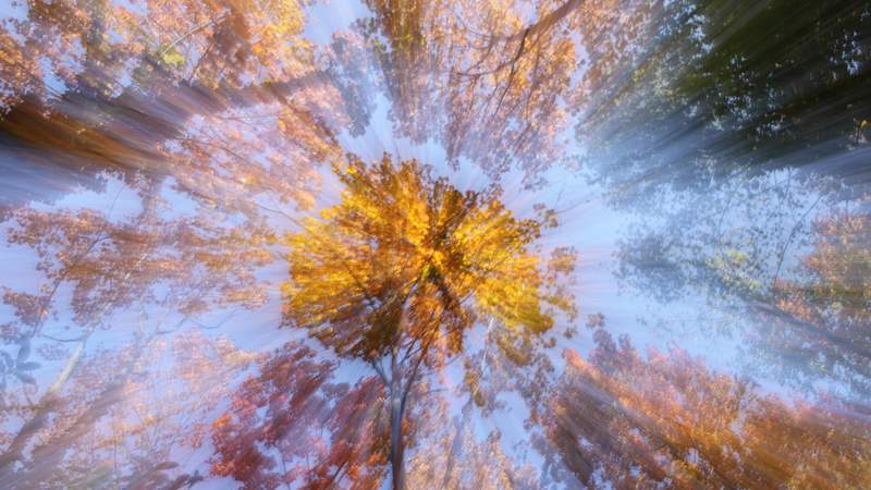 Digital detox - Auszeit im Wald