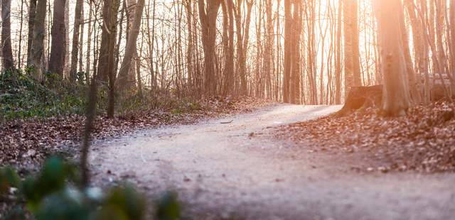 Erleuchtung im Wald – Fackelwanderung