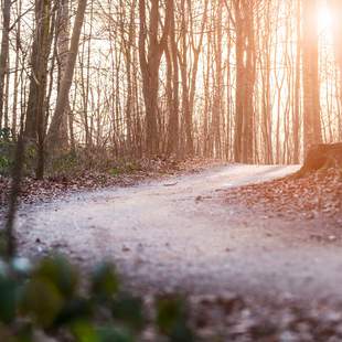 Erleuchtung im Wald – Fackelwanderung