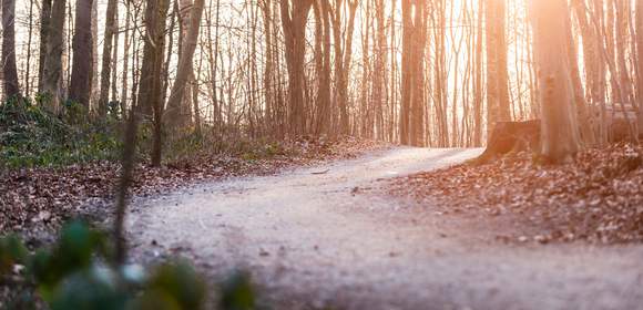 Erleuchtung im Wald – Fackelwanderung