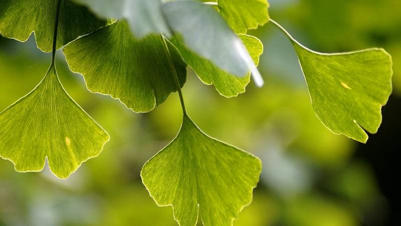 Ginkgo-Museum in Weimar