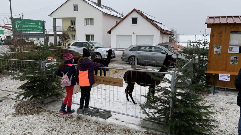 Christbaumschlagen & Weihnachtsfeier