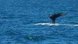 Naturerlebnis Whale Watching in Island