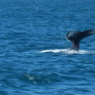 Naturerlebnis Whale Watching in Island