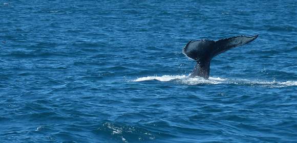 Naturerlebnis Whale Watching in Island