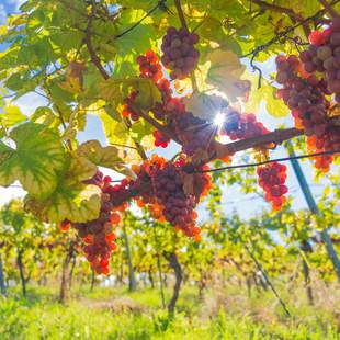 Erlebnis Wein in der Steirischen Toskana