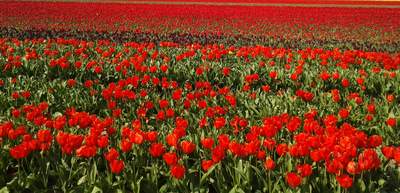 Incentive Reise Niederlande Tulpen