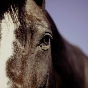 HorseDay - der besondere Teamtag