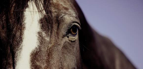 HorseDay - der besondere Teamtag