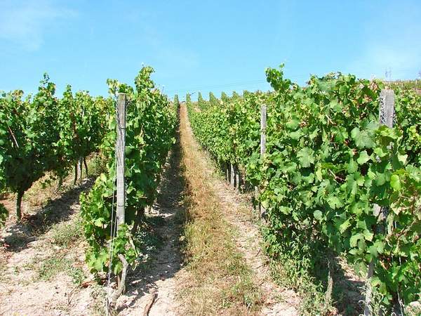 Betriebsausflug ins Rheingau