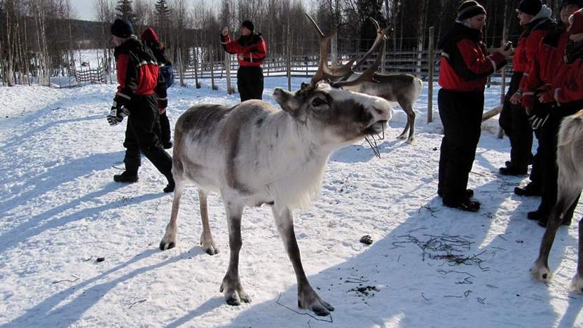 Rentier im Finnischen Lappland