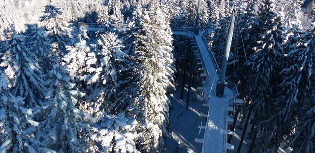 Winterzauber über den Baumwipfeln