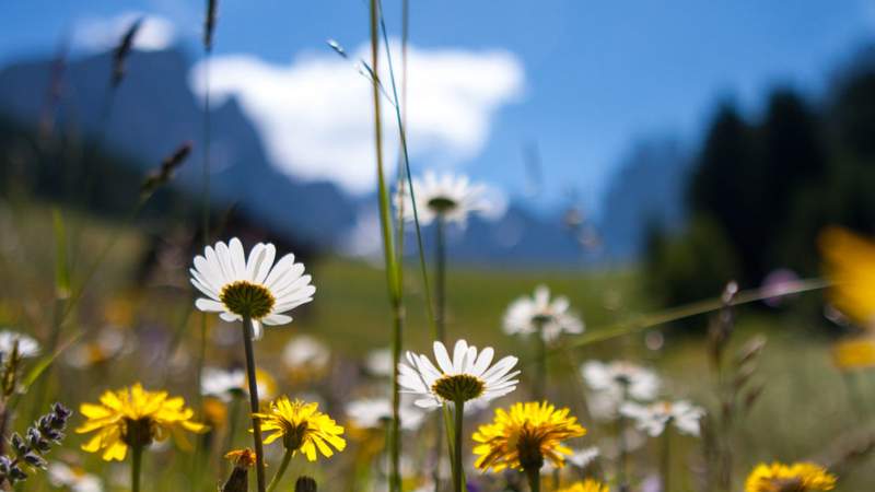 Kräuterwanderung Kräuterwanderung und Wildkräuterworkshops