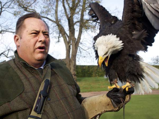 Falconry Display - Greifvogel Show
