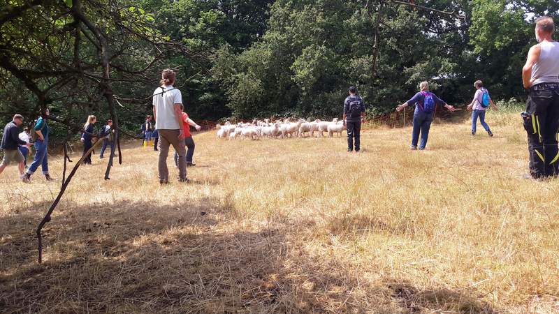 Mehrere Personen die zusammen Schafe über ein Parcours führen