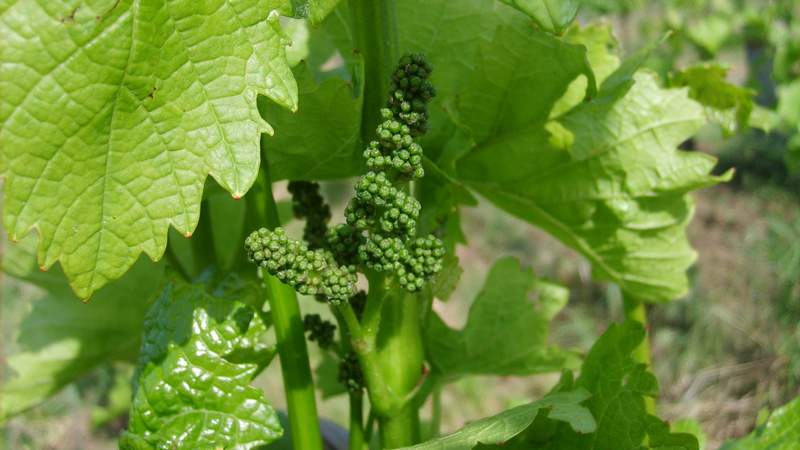 Genussvolle Weinbergwanderung in der Pfalz