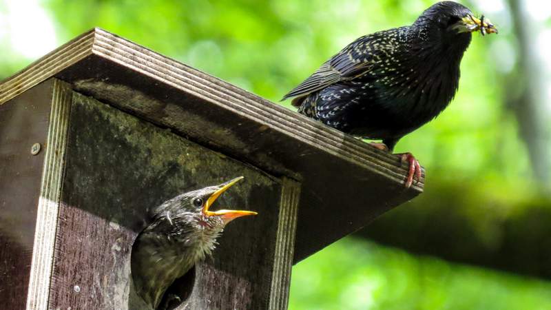 CSR-Event Nistkasten bauen: Natur und Umwelt