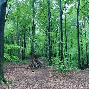 WaldBaden in der Dresdner Heide - Geocaching+