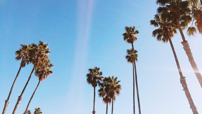 Kalifornien, USA, Los Angeles, Palm Trees