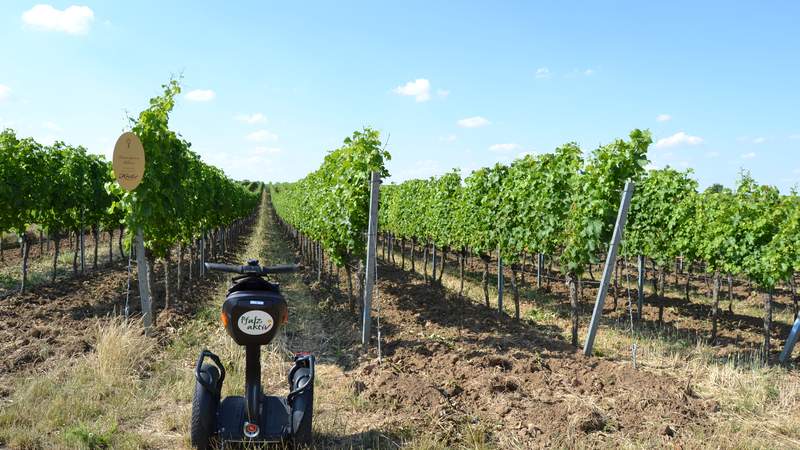 Segway Wein Reben Segway im Weinberg