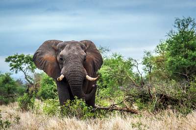 Incentive Reise Südafrika Elefant