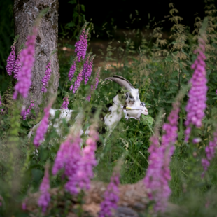Ziegenwanderungen durch den Hickengrund