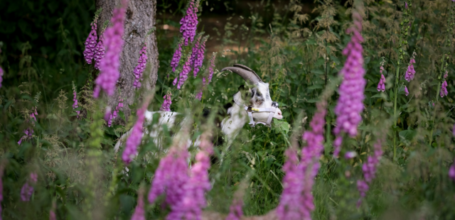 Ziegenwanderungen durch den Hickengrund