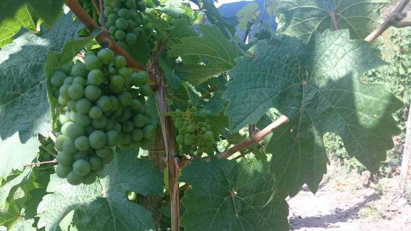 Wein & Wandern: Abenteuer Calmont